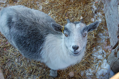 Photo of a Pig-Bunting Goat