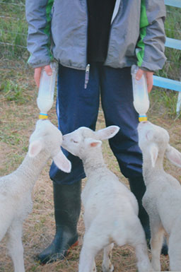 Lambs drinking from bottles