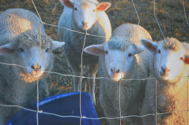 Lambs seen through a wire fence