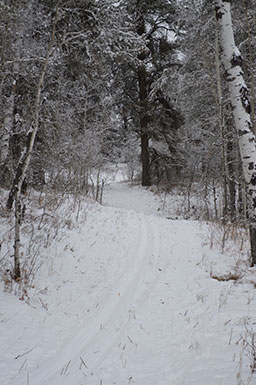 Photo of ski trail through snowy woods