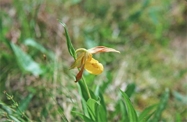 Yellow Ladyslipper, Prince Albert National Park